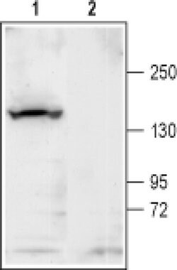 KCNT1 Polyclonal Antibody, Invitrogen 50 &mu;L; Unconjugated:Antibodies,
