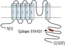 KCNT1 Polyclonal Antibody, Invitrogen 50 &mu;L; Unconjugated:Antibodies,