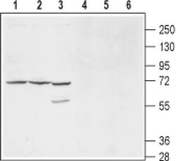 KCNS1 (extracellular) Polyclonal Antibody, Invitrogen 50 &mu;L; Unconjugated:Antibodies,