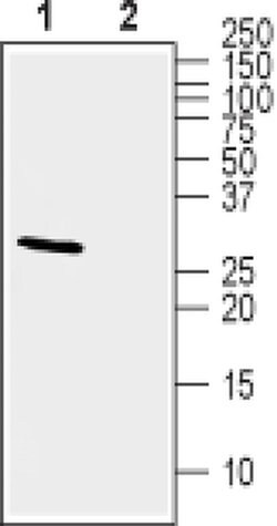 KChIP2 Polyclonal Antibody, Invitrogen 50 &mu;L; Unconjugated:Antibodies,