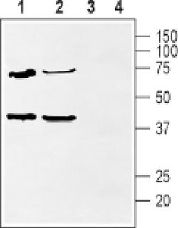 KChIP2 Polyclonal Antibody, Invitrogen 50 &mu;L; Unconjugated:Antibodies,