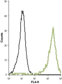 KV1.5 (KCNA5) (extracellular) Polyclonal Antibody, Invitrogen 50 &mu;L;
