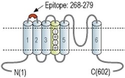 KV1.5 (KCNA5) (extracellular) Polyclonal Antibody, Invitrogen 50 &mu;L;