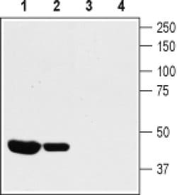 KV1.8 (KCNA10) Polyclonal Antibody, Invitrogen 50 &mu;L | Buy Online | Invitrogen | Fisher Scientific