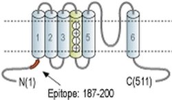 KV1.8 (KCNA10) Polyclonal Antibody, Invitrogen 50 &mu;L | Buy Online | Invitrogen | Fisher Scientific