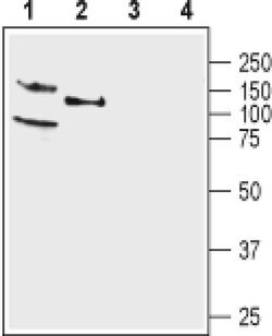 KCNQ4 Polyclonal Antibody, Invitrogen 50 &mu;L; Unconjugated:Antibodies,