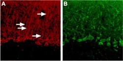 P2Y4 Polyclonal Antibody, Invitrogen 50 &mu;L; Unconjugated:Antibodies,