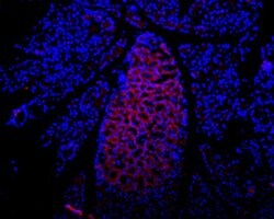 P2X7 (extracellular) Polyclonal Antibody, Invitrogen 50 &mu;L; Unconjugated:Antibodies,