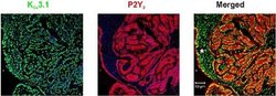 P2Y2 Polyclonal Antibody, Invitrogen 50 &mu;L; Unconjugated:Antibodies,