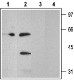 P2Y2 Polyclonal Antibody, Invitrogen 50 &mu;L; Unconjugated:Antibodies,