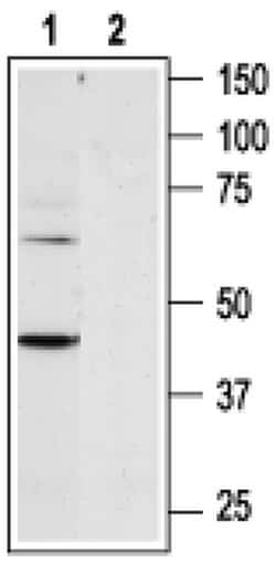 P2Y6 Polyclonal Antibody, Invitrogen 50 &mu;L; Unconjugated:Antibodies,