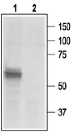 P2X3 Polyclonal Antibody, Invitrogen 50 &mu;L; Unconjugated:Antibodies,