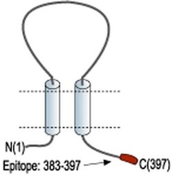 P2X3 Polyclonal Antibody, Invitrogen 50 &mu;L; Unconjugated:Antibodies,