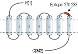 P2Y12 (extracellular) Polyclonal Antibody, Invitrogen 50 &mu;L; Unconjugated:Antibodies,