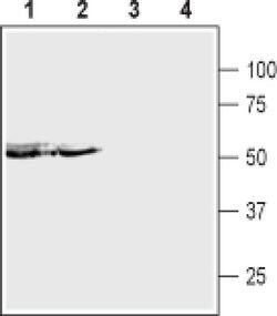 P2X5 (extracellular) Polyclonal Antibody, Invitrogen 50 &mu;L; Unconjugated:Antibodies,