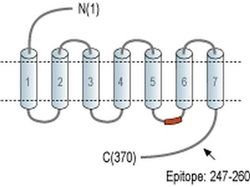 GPR10 Polyclonal Antibody, Invitrogen 50 &mu;L; Unconjugated:Antibodies,
