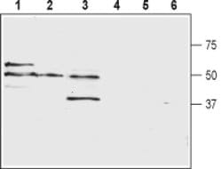 PTGER2 (extracellular) Polyclonal Antibody, Invitrogen 50 &mu;L; Unconjugated:Anticuerpos