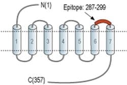 PTGER2 (extracellular) Polyclonal Antibody, Invitrogen 50 &mu;L; Unconjugated:Anticuerpos