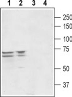 PEX5L Polyclonal Antibody, Invitrogen 50 &mu;L; Unconjugated:Antibodies,