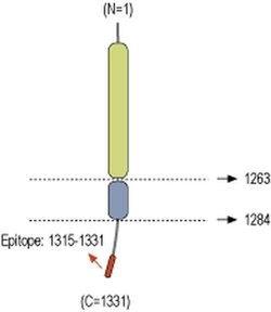 Caspr2 Polyclonal Antibody, Invitrogen 50 &mu;L; Unconjugated:Antibodies,