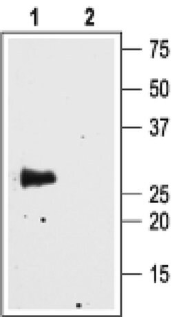 Aquaporin 4 Polyclonal Antibody, Invitrogen 50 &mu;L | Buy Online | Invitrogen | Fisher Scientific