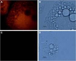 Aquaporin 7 Polyclonal Antibody, Invitrogen 50 &mu;L; Unconjugated:Antibodies,
