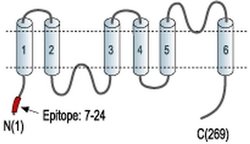Aquaporin 7 Polyclonal Antibody, Invitrogen 50 &mu;L; Unconjugated:Antibodies,