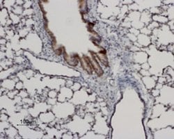 Aquaporin 8 Polyclonal Antibody, Invitrogen 50 &mu;L; Unconjugated:Antibodies,