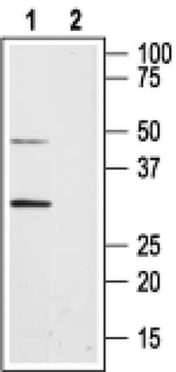 Aquaporin 8 Polyclonal Antibody, Invitrogen 50 &mu;L; Unconjugated:Antibodies,