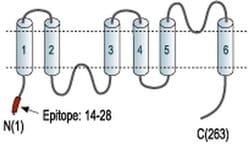 Aquaporin 8 Polyclonal Antibody, Invitrogen 50 &mu;L; Unconjugated:Antibodies,