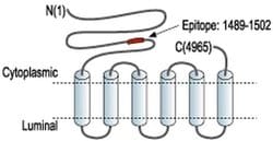 RyR2 Polyclonal Antibody, Invitrogen 50 &mu;L; Unconjugated:Antibodies,