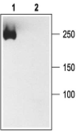 Sodium Channel Pan Polyclonal Antibody, Invitrogen 50 &mu;L; Unconjugated:Antibodies,