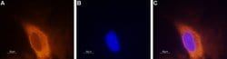 SCN3A Polyclonal Antibody, Invitrogen 50 &mu;L; Unconjugated:Antibodies,