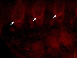 SCN3A Polyclonal Antibody, Invitrogen 50 &mu;L; Unconjugated:Antibodies,