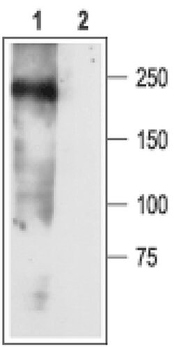 SCN3A Polyclonal Antibody, Invitrogen 50 &mu;L; Unconjugated:Antibodies,