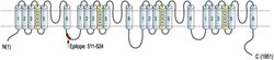 SCN3A Polyclonal Antibody, Invitrogen 50 &mu;L; Unconjugated:Antibodies,