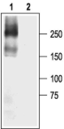 SCN5A Polyclonal Antibody, Invitrogen 50 &mu;L; Unconjugated:Antibodies,