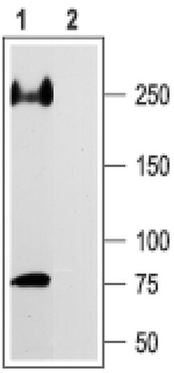 SCN5A Polyclonal Antibody, Invitrogen 50 &mu;L; Unconjugated:Antibodies,