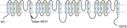 SCN5A Polyclonal Antibody, Invitrogen 50 &mu;L; Unconjugated:Antibodies,