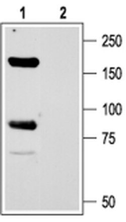 ASIC1 Polyclonal Antibody, Invitrogen 50 &mu;L; Unconjugated:Antibodies,
