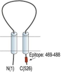 ASIC1 Polyclonal Antibody, Invitrogen 50 &mu;L; Unconjugated:Antibodies,