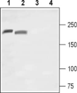 SCN10A (extracellular) Polyclonal Antibody, Invitrogen 50 &mu;L; Unconjugated:Antibodies,