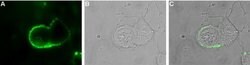 pan ASIC (extracellular) Polyclonal Antibody, Invitrogen 50 &mu;L; Unconjugated:Antibodies,