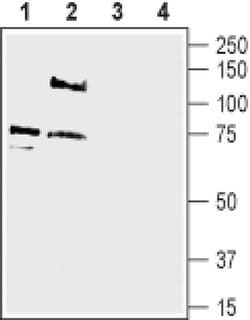 pan ASIC (extracellular) Polyclonal Antibody, Invitrogen 50 &mu;L; Unconjugated:Antibodies,