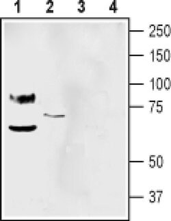 pan ASIC (extracellular) Polyclonal Antibody, Invitrogen 50 &mu;L; Unconjugated:Antibodies,