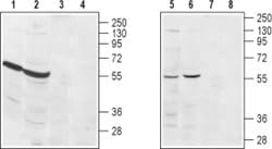 EDG3 (extracellular) Polyclonal Antibody, Invitrogen 50 &mu;L; Unconjugated:Antibodies,