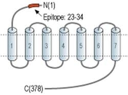 EDG3 (extracellular) Polyclonal Antibody, Invitrogen 50 &mu;L; Unconjugated:Antibodies,