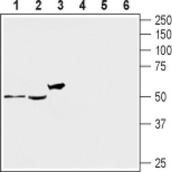 HTR2A (extracellular) Polyclonal Antibody, Invitrogen 50 &mu;L; Unconjugated:Antibodies,