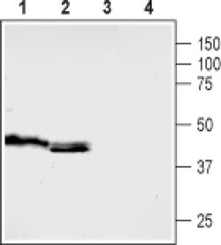 HTR5B (extracellular) Polyclonal Antibody, Invitrogen 50 &mu;L; Unconjugated:Antibodies,
