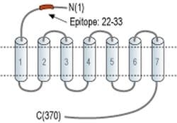 HTR5B (extracellular) Polyclonal Antibody, Invitrogen 50 &mu;L; Unconjugated:Antibodies,